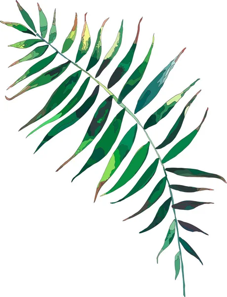 Όμορφο πράσινο τροπικό χαριτωμένο υπέροχο υπέροχο Χαβάη floral φυτικά palm εικονογράφηση φορέα — Διανυσματικό Αρχείο