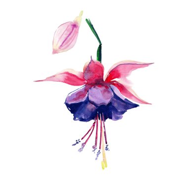 Güzel parlak güzel harika yeşil tropikal hawaii çiçek bitkisel yaz renkli desen tropikal Menekşe çiçek orkide suluboya el çizimi. Tebrik kartı, tekstil tasarımı için mükemmel
