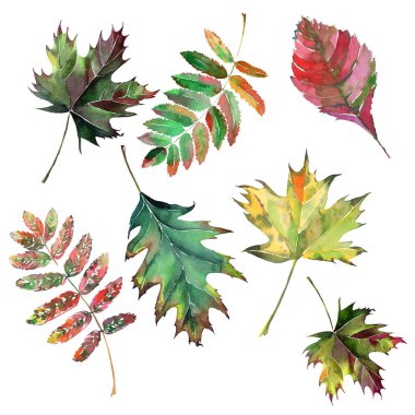 Güzel güzel şirin harika grafik parlak çiçek bitkisel sonbahar kırmızı turuncu yeşil sarı akçaağaç rowan set yaprak suluboya el kroki. Tekstil, duvar kağıtları, kağıt sarma için mükemmel