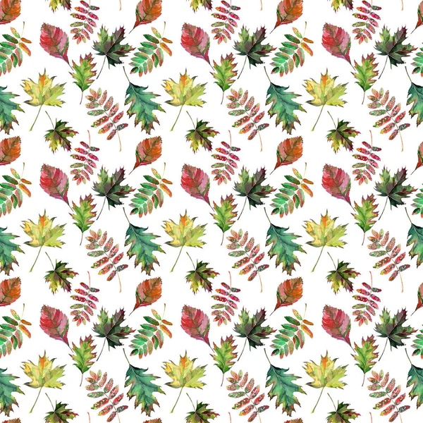 Güzel güzel şirin harika grafik parlak çiçek bitkisel sonbahar kırmızı turuncu yeşil sarı akçaağaç rowan desen suluboya el kroki bırakır. Tekstil, duvar kağıtları, kağıt sarma için mükemmel