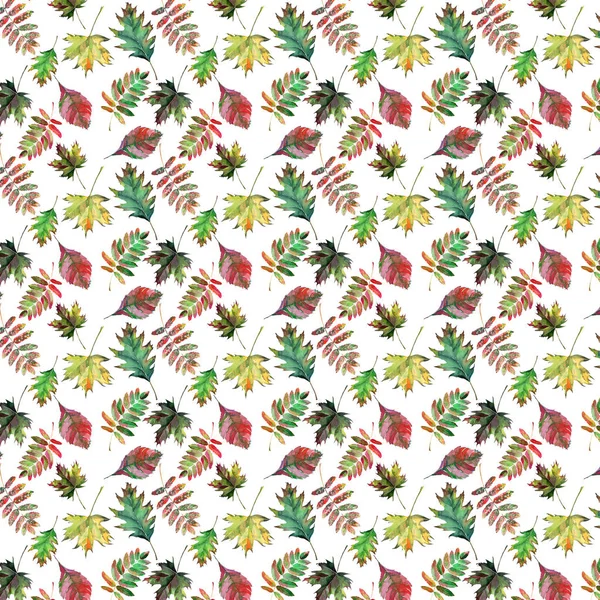 Güzel güzel şirin harika grafik parlak çiçek bitkisel sonbahar kırmızı turuncu yeşil sarı akçaağaç rowan desen suluboya el kroki bırakır. Tekstil, duvar kağıtları, kağıt sarma için mükemmel