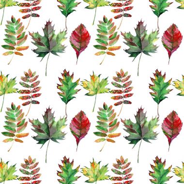 Güzel güzel şirin harika grafik parlak çiçek bitkisel sonbahar kırmızı turuncu yeşil sarı akçaağaç rowan desen suluboya el kroki bırakır. Tekstil, duvar kağıtları, kağıt sarma için mükemmel