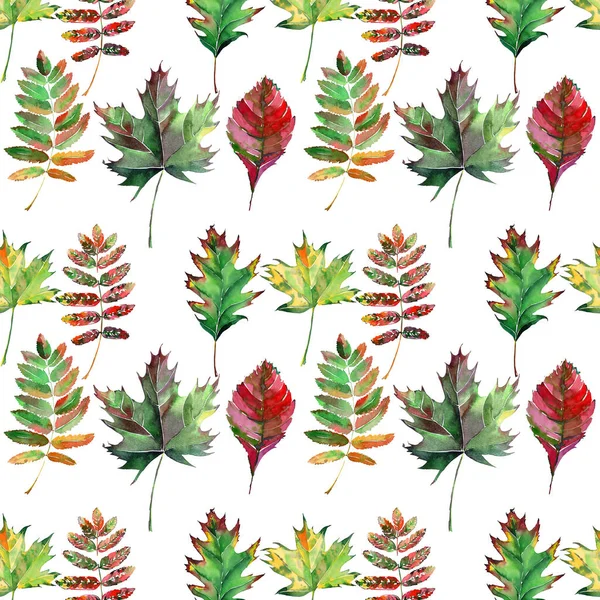Krásné krásné roztomilé nádherné grafické světlé květinové bylinné podzimní červená oranžová zelená žlutá javor rowan listy vzor akvarelu ruky nákres. Ideální pro textil, tapety, balicí papír — Stock fotografie
