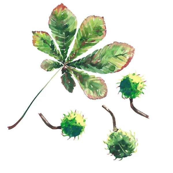 Прекрасне графічне яскраве квіткове трав'яне осіннє зелене кленове листя каштана та візерунок з каштанами акварельний ескіз рук. Ідеально підходить для текстилю, шпалер, обгорткового паперу — стокове фото