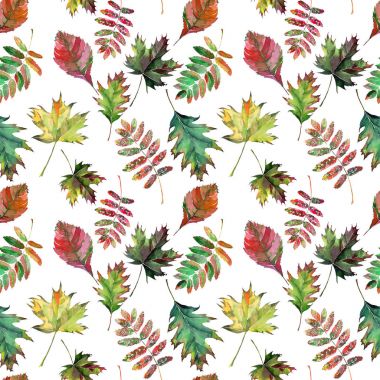 Güzel güzel şirin harika grafik parlak çiçek bitkisel sonbahar kırmızı turuncu yeşil sarı akçaağaç rowan desen suluboya el kroki bırakır