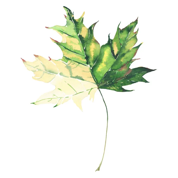Όμορφα φωτεινά γραφικά διαγωνισμού φυτικά floral φθινόπωρο πράσινο και κίτρινο φύλλα σφενδάμου μοτίβο Υδατογραφία χέρι εικόνα. Ιδανική για ταπετσαρίες, χαρτί περιτυλίγματος, ύφασμα, Ευχητήρια κάρτα — Φωτογραφία Αρχείου