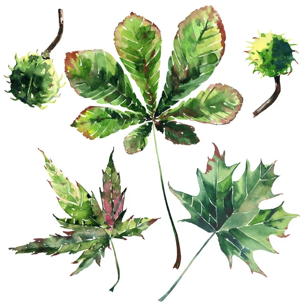 Όμορφη εξαιρετικό γραφικών φωτεινά floral φυτικά φθινόπωρο πράσινο καστανιάς φύλλα σφενδάμου και κάστανα μοτίβο ακουαρέλα χέρι σκίτσο. Ιδανική λύση για υφάσματα, ταπετσαρίες, χαρτί περιτυλίγματος — Φωτογραφία Αρχείου
