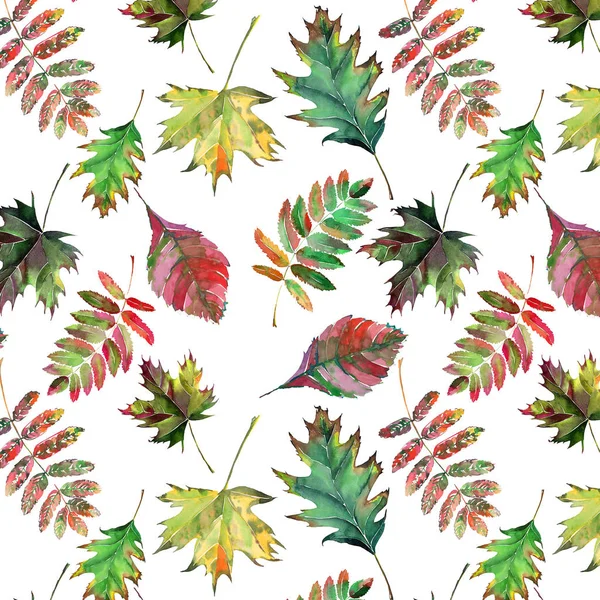 Güzel güzel şirin harika grafik parlak çiçek bitkisel sonbahar kırmızı turuncu yeşil sarı akçaağaç rowan desen suluboya el kroki bırakır. Tekstil, duvar kağıtları, kağıt sarma için mükemmel