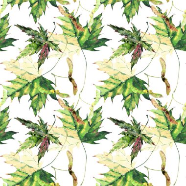 Güzel parlak grafik ihale bitkisel çiçek sonbahar yeşil ve sarı akçaağaç desen suluboya el illüstrasyon bırakır. Tekstil, duvar kağıtları, ambalaj kağıdı, tebrik kartı için mükemmel