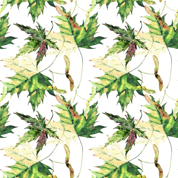 Güzel parlak grafik ihale bitkisel çiçek sonbahar yeşil ve sarı akçaağaç desen suluboya el illüstrasyon bırakır. Tekstil, duvar kağıtları, ambalaj kağıdı, tebrik kartı için mükemmel