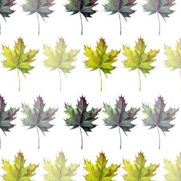 Desen suluboya el kroki güzel ihale nazik grafik sanatsal soyut parlak çiçek bitkisel sonbahar yeşil ve sarı akçaağaç yaprakları