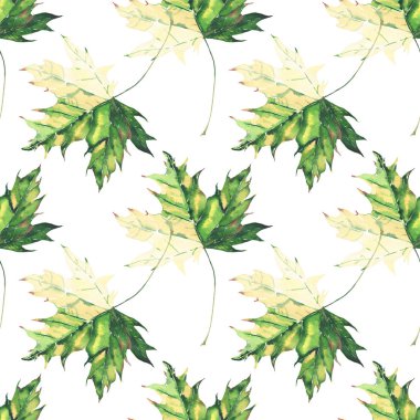 Güzel parlak grafik ihale bitkisel çiçek sonbahar yeşil ve sarı akçaağaç desen suluboya el illüstrasyon bırakır. Tekstil, duvar kağıtları, ambalaj kağıdı, tebrik kartı için mükemmel