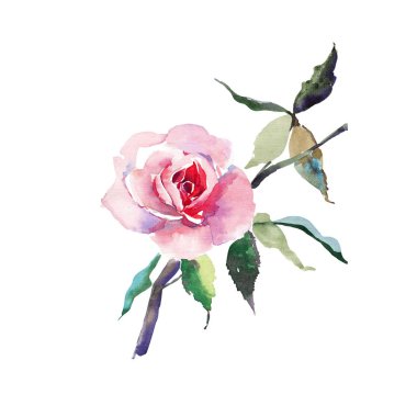 Harika güzel şirin bahar suluboya el kroki çiçek bitki botanik kırmızı toz pembe Gül yeşil yaprakları güzel ihale nazik sofistike