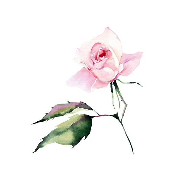 Schöne Helle Elegante Wunderbare Farbenfrohe Zarte Zartrosa Frühlingskräuterrose Mit Knospen — Stockfoto