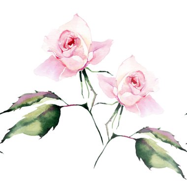 Güzel ihale nazik sofistike harika güzel şirin bahar çiçek bitki botanik toz pembe güller yeşil yaprakları buket suluboya el çizim ile