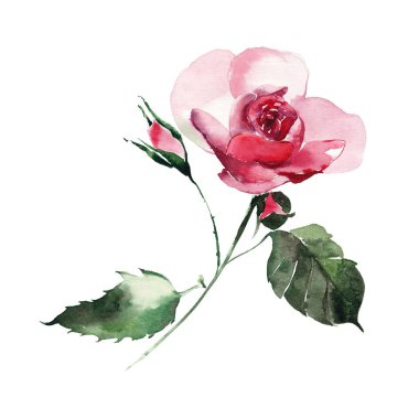 Güzel ihale nazik sofistike harika güzel şirin bahar çiçek bitki botanik kırmızı toz pembe güller yeşil yaprakları suluboya el çizim ile