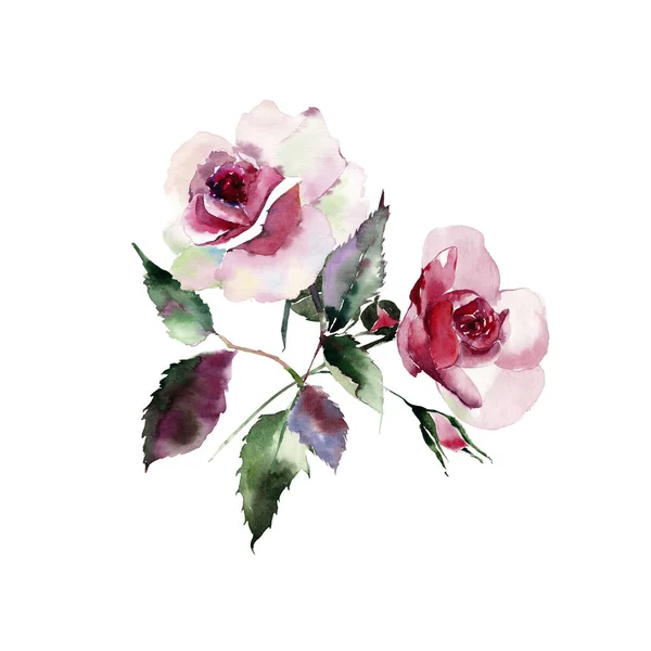 Bright sophisticated wonderful lovely cute spring floral herbal botanical powdery pink red violet purple two roses with green leaves bouquet watercolor hand illustration
