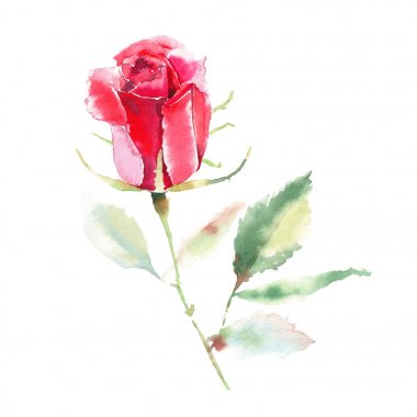 Güzel parlak sofistike harika güzel bahar yaz çiçek bitki botanik parlak kırmızı rustik gül yeşil yaprakları desen suluboya el kroki ile. Kartları mükemmel Tekstil