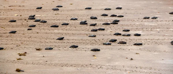 Gewoon gearceerde groen schildpadden gaan richting de Oceaan Stockfoto