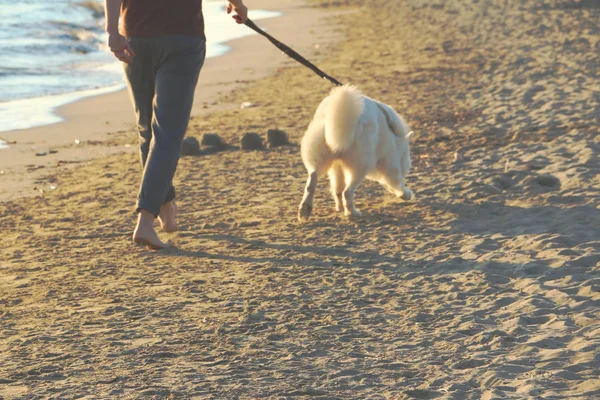 Wazig iemands voeten en zijn witte hond weglopen via de kust Rechtenvrije Stockafbeeldingen