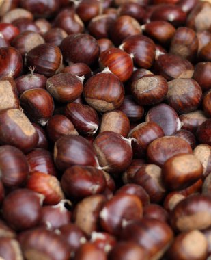 Ormanda sonbaharda toplanan Castanea sativa meyvelerini yığını
