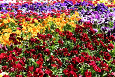 Şehir parkında desen parçası yapma çiçek yatağında aynı specie Viola spp farklı çiçek rengi