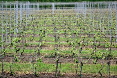 Satırları ekili ve bakimli üzüm, üzüm bitkilerin genç