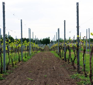 Dikkatle teller ve sütunlar için sınırlı bağ genç üzüm bitkilerin iki satır arasında ekili arazi