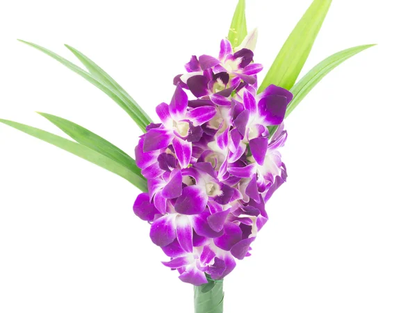 Ramo de orquídeas púrpuras aisladas — Foto de Stock
