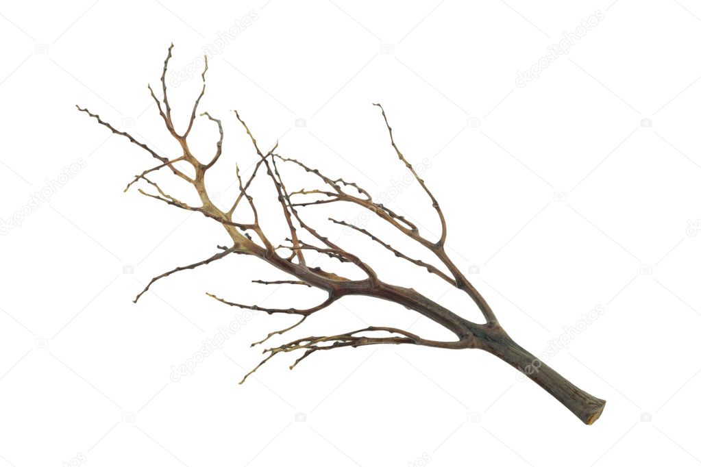 Tree branch isolated, dead branch isolated