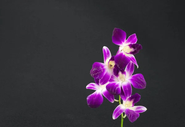 Bouquet di orchidee viola isolato — Foto Stock