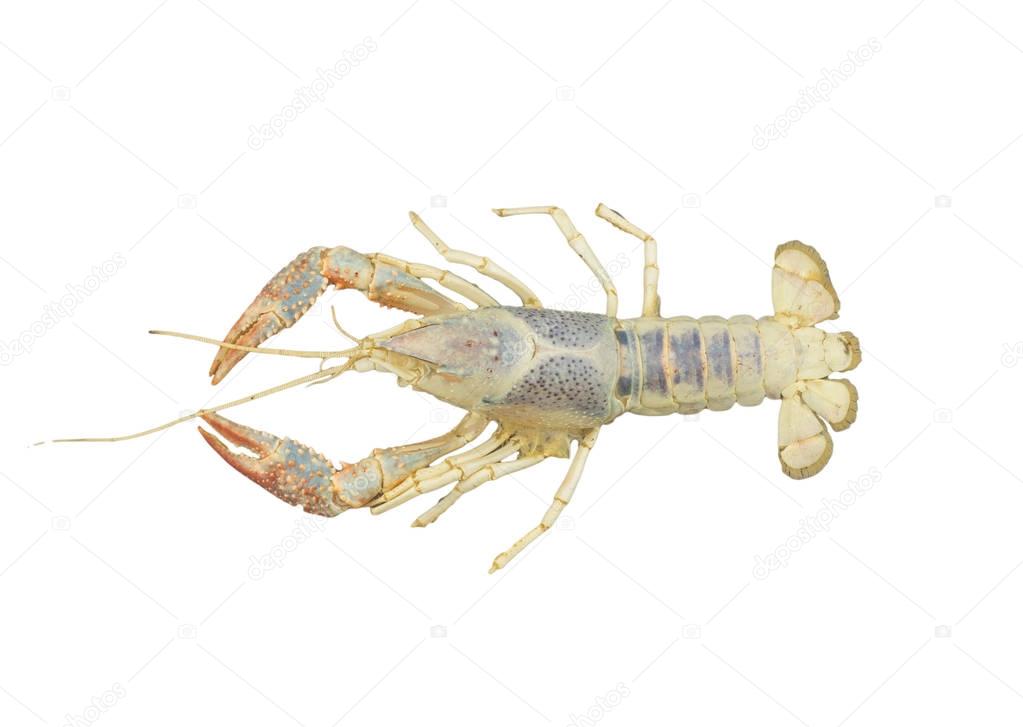The remains of the crayfish molt isolated on white background