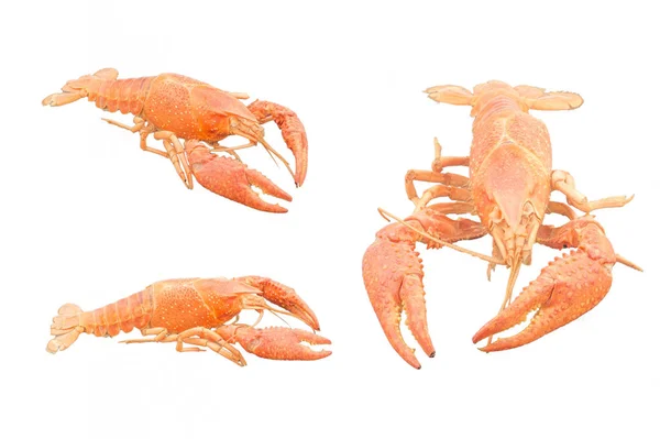 Molt Shrimp Isolated White Background — Stock Photo, Image