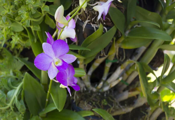 Ağacın Üzerinde Güzel Açan Mor Orkideler Seçici Odak — Stok fotoğraf