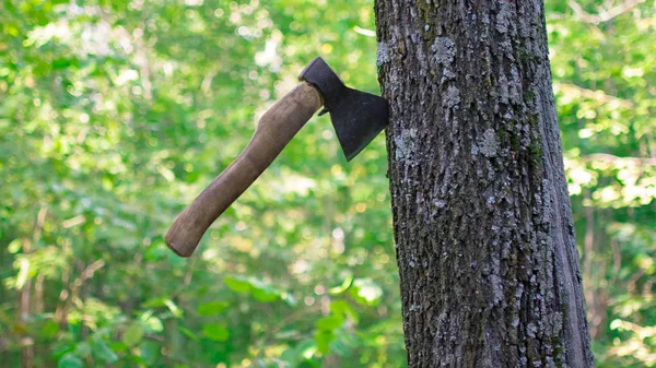 森の中で斧 ロイヤリティフリーのストック写真
