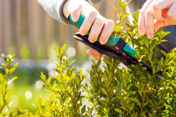 Poda Arbustos Boj Jardín Madera Con Tijeras Mujer Recorte Corte — Foto de Stock