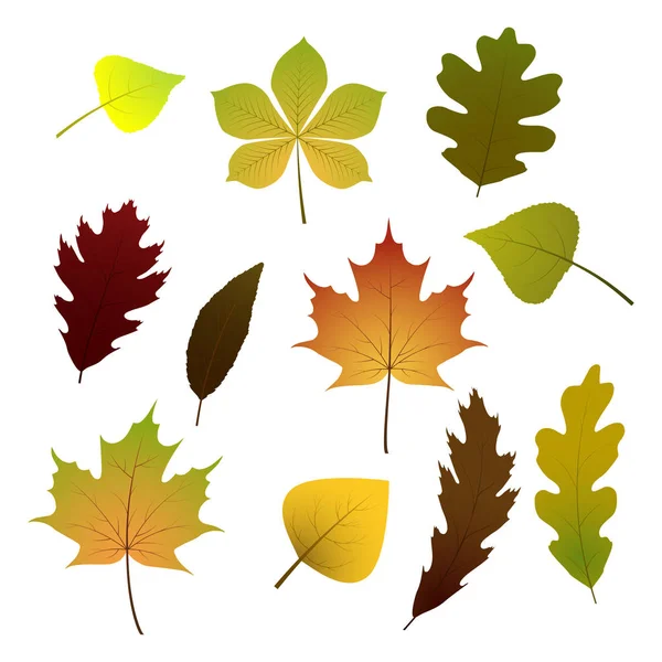 Conjunto vetorial de folhas coloridas de outono. Isolado sobre fundo branco . — Vetor de Stock