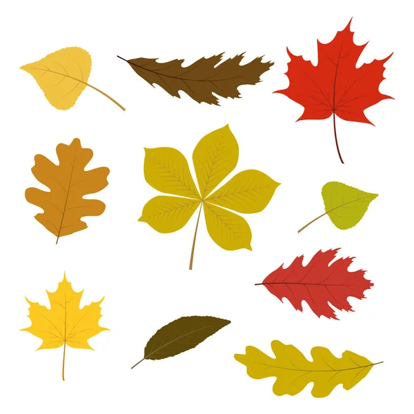 Conjunto vetorial de folhas coloridas de outono para o seu design de outono. Isolado sobre fundo branco . — Vetor de Stock