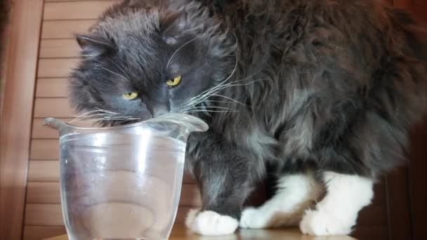 Gato gris británico de raza mixta de pie junto a una taza de agua, pero no bebió de ella — Vídeos de Stock