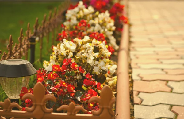 Каменная дорожка в саду окружена красочными цветами, осенний фон — стоковое фото