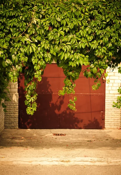 Зеленый виноград листья над старой дверью гаража, как рамка, винтажный стиль — стоковое фото