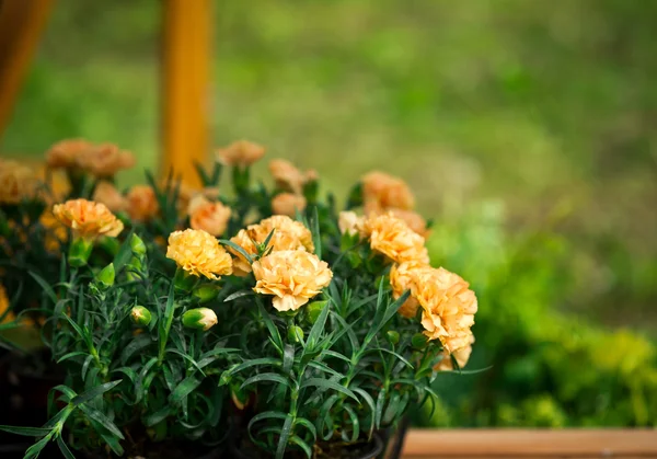 Claveles de color melocotón en macetas de jardín, fondo de flores —  Fotos de Stock