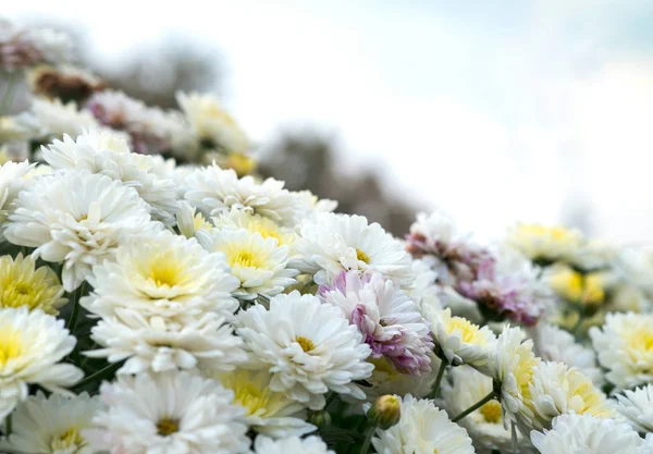 Blossom wit, geel en roze kamille, chrysant. Abstracte bloemen natuurlijke achtergrond, Lentebloemen — Stockfoto