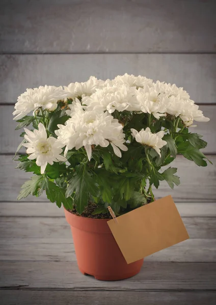 Wit chrysant in bloempot met cadeau, wenskaart, op grijs houten backround, verticale — Stockfoto