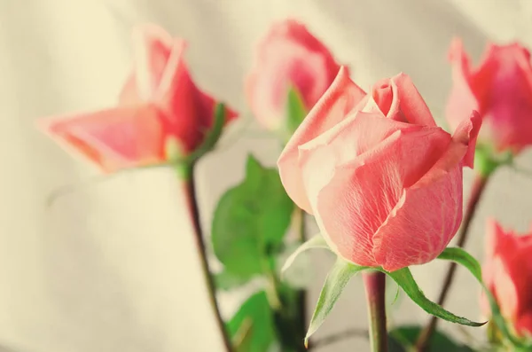Roses roses, Fleurs sur fond blanc, carte pour la Saint Valentin, espace pour copier — Photo
