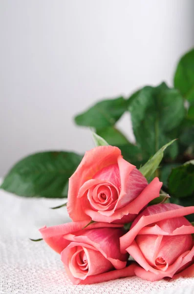 Rosas rosas, Flores sobre fondo blanco, tarjeta para el día de San Valentín, espacio para copiar —  Fotos de Stock