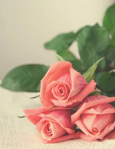 Rosas rosas, Flores sobre fondo blanco, tarjeta para el día de San Valentín, espacio para copiar —  Fotos de Stock