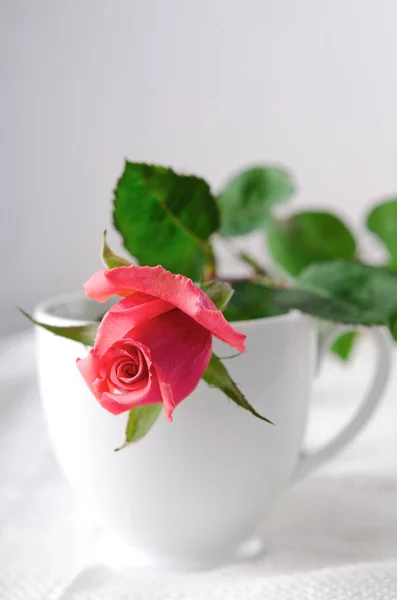 Rosas rosas, Flores sobre fondo blanco, tarjeta para el día de San Valentín, espacio para copiar —  Fotos de Stock