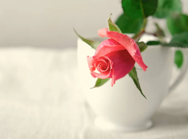 Rosas rosas, Flores sobre fondo blanco, tarjeta para el día de San Valentín, espacio para copiar —  Fotos de Stock