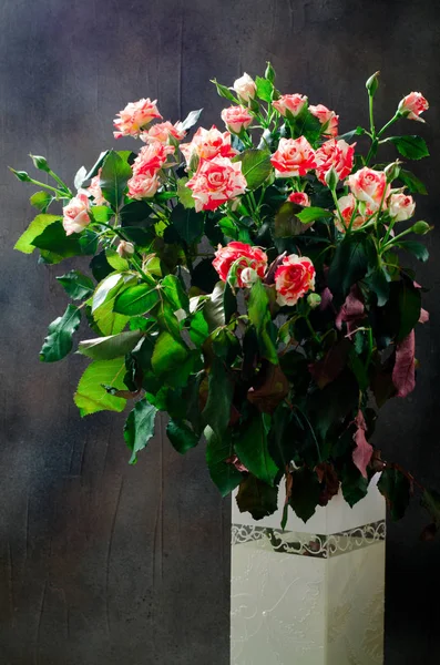 Tijger Roses, gestreept. Bloemen in witte vaas op donkere achtergrond, kaart voor Valentijnsdag, kopiëren ruimte — Stockfoto